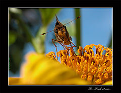 photo "look at me"
