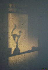 photo "Shadow"