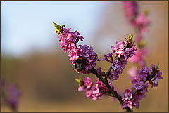 photo "Paints of spring"