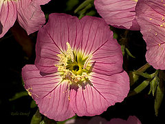 photo "Pink"