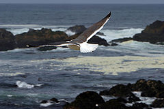 фото "Gull above the rocks"