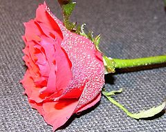 photo "***"