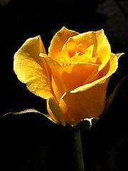 фото "№1"