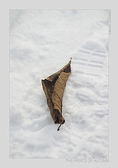photo "The Prints Of Autumn"