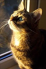 photo "A Cat"