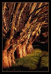 фото "glittering and gilded"
