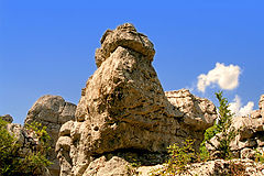 photo "The Face"
