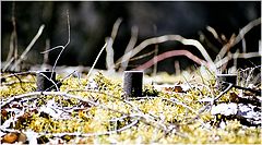 photo "Wild nature...almost #2"