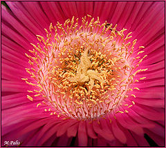 photo "Flower in Pink and Yellow!!"