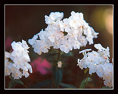 photo "Flowers"