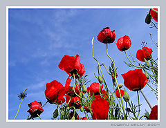 photo "Poppies"