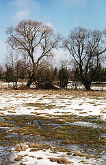 фото "Весна"