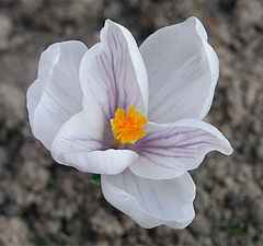 photo "Primrose"