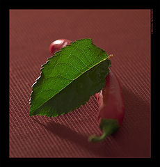 photo "The Fig Leaf"