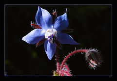 photo "blue star"