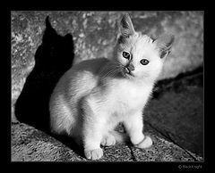 photo "Street Cat"