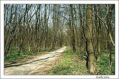 фото "Дорога в весну..."