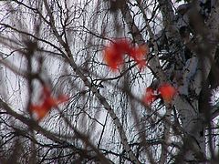 photo "Flowers winter"