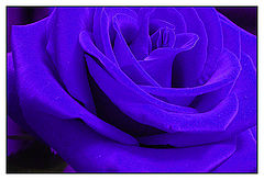 photo "Rose"