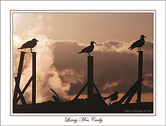 photo "Larry, Moe, Curly"