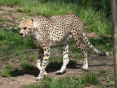 photo "Cheetah"