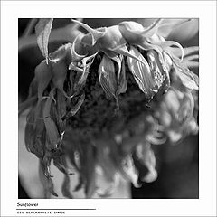 photo "SunFlower"