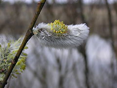 фото "spring is coming"