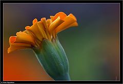 photo "In A Colorfull World"
