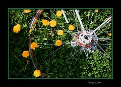 фото "...wheel...."