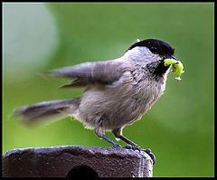 photo "Tasty"