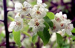 photo "Spring in details... (2)"