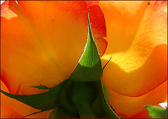 фото "In beams of the spring sun"