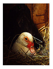 фото "simply the duck"