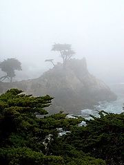 photo "Lonely cypress"