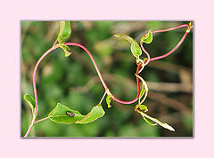photo "Signature"