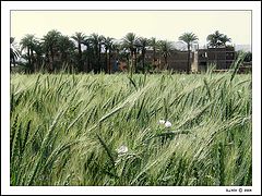 photo "bread of the east /the egyptian sketches/"