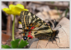 photo "The batterfly-Luehdorfia puziloi"