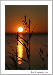 photo "The first dawn"