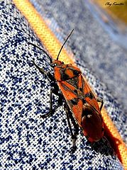 photo "The red bug"