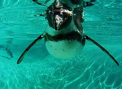 фото "Penguin in the water."