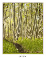 photo "The Path"