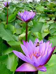 photo "Landing"