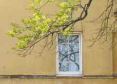 photo "window"