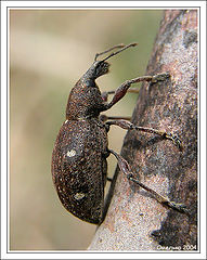photo "The bug"