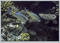 photo "Underwater pictures #5"