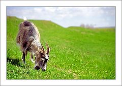 photo "The first Grass"