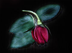photo "rose"