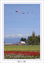 photo "Flight over Tulips"