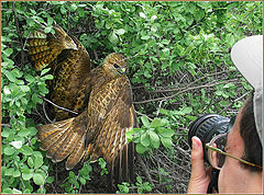 photo "Photohunting"