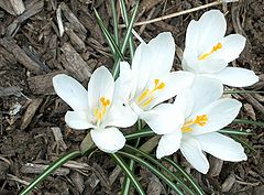 photo "First flower"